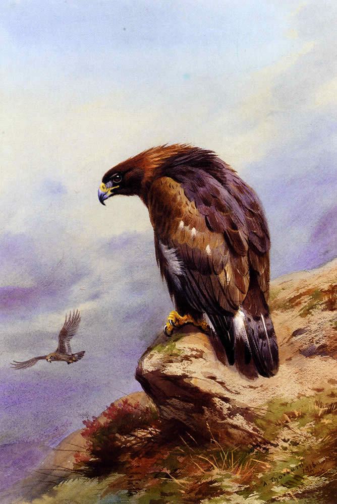 Archibald Thorburn A Golden Eagle